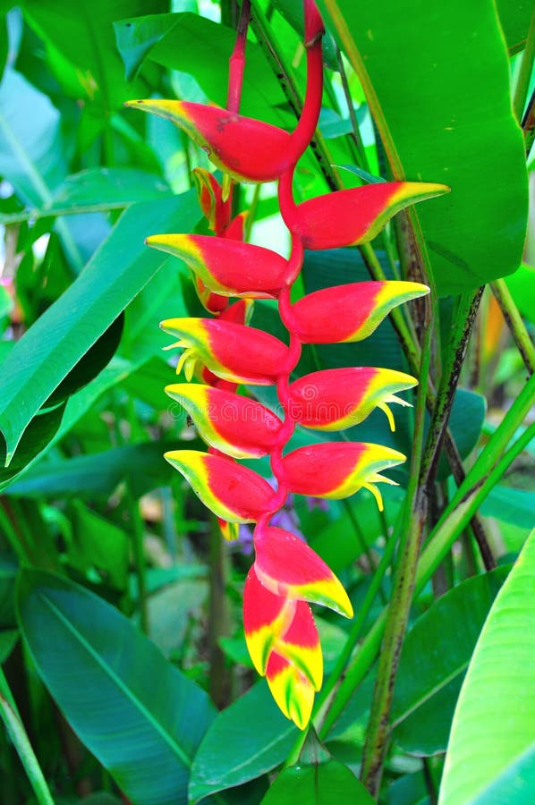 A tropical American Heliconia pendula, Costa Rica