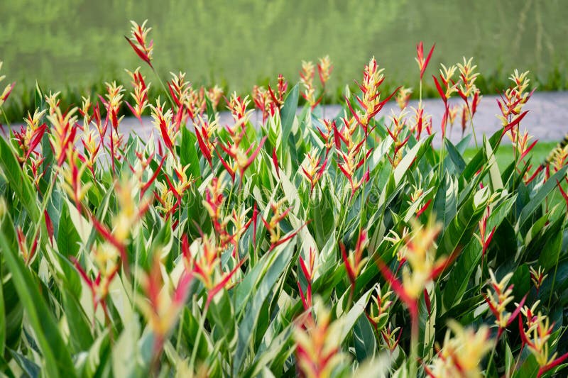 Heliconia psittacorum flower in Botanic Garden Singapore