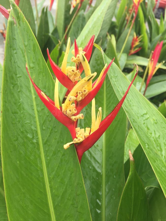 heliconia psittacorum viridi download free heliconia psittacorum viridi download free