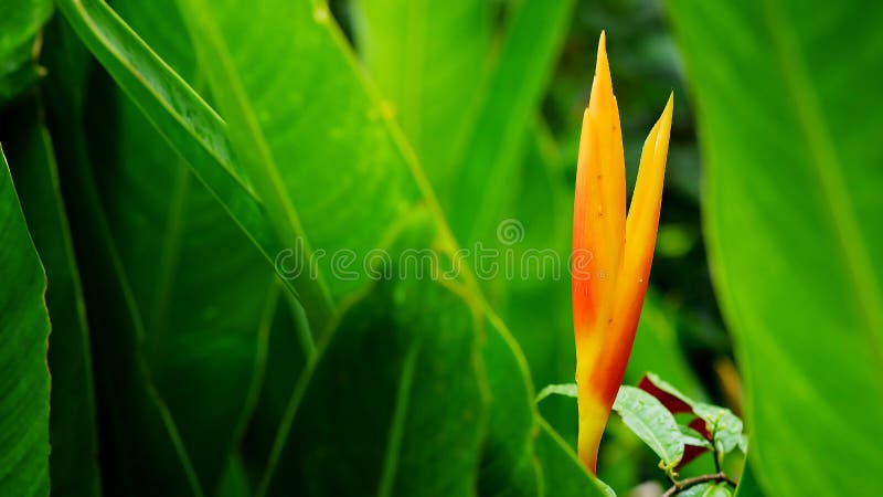 HELICONIA PSITTACORUM o flor amarilla de la ave del paraíso y un poco de agua caen en jardín tropical del verde del área después fotos de archivo libres de regalías HELICONIA PSITTACORUM o flor amarilla de la ave del paraíso y un poco de agua caen en jardín tropical del verde del área después fotos de archivo libres de regalías