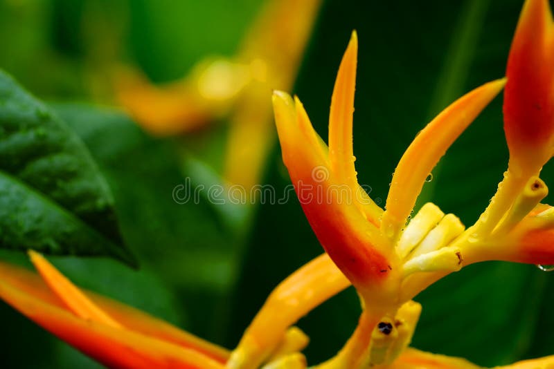 HELICONIA PSITTACORUM o uccello giallo del fiore di paradiso e di una certa goccia di acqua nell'area tropicale si inverdiscono i fotografia stock HELICONIA PSITTACORUM o uccello giallo del fiore di paradiso e di una certa goccia di acqua nell'area tropicale si inverdiscono i fotografia stock
