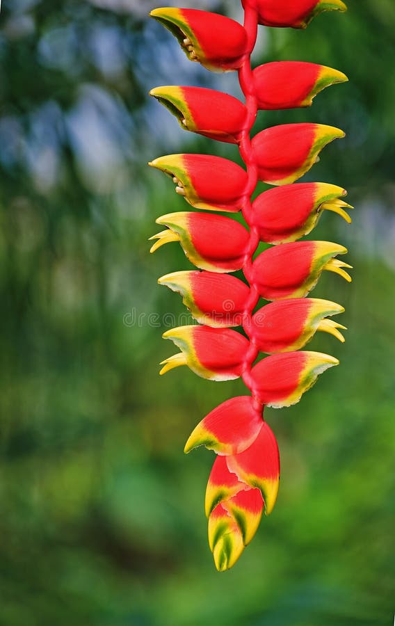 Heliconia