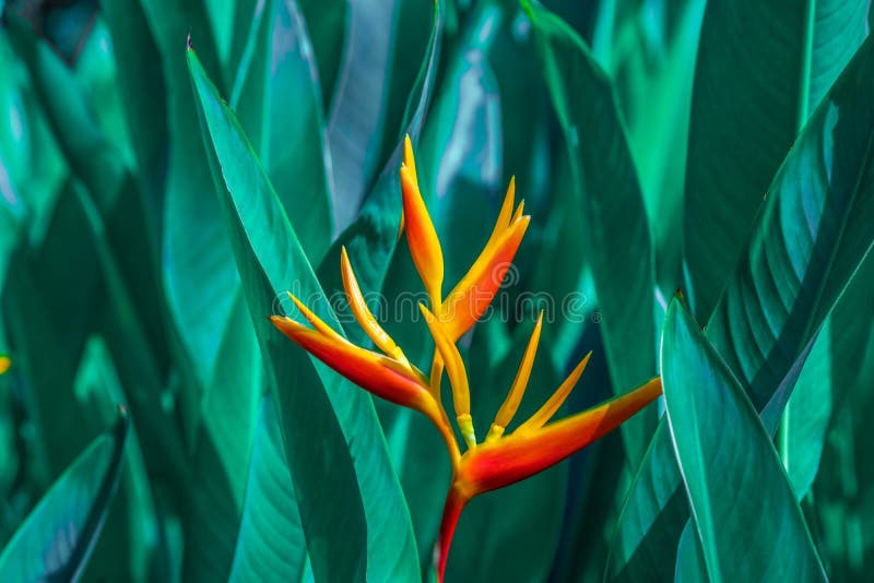 Heliconiapsittacorum of van Heliconia Gouden Toorts of Valse Vogel van Paradise-Bloem Exotische tropische bloemen in de wildernis stock fotografie Heliconiapsittacorum of van Heliconia Gouden Toorts of Valse Vogel van Paradise-Bloem Exotische tropische bloemen in de wildernis stock fotografie
