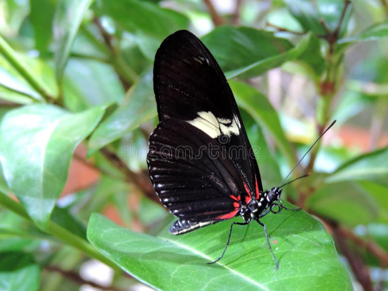 Lot of 10 Doris Longwing Butterfly Heliconius doris obscurus Folded FAST USA 