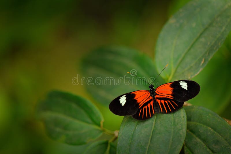Pin by Christine Potocar on butterflies & moths Beautiful butterfly photography,