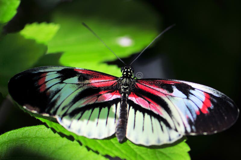 Heliconius Red Black White Longwing Butterfly Stock Photos