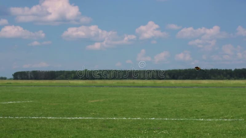 Helicopter model falling down, landing on grass stock video