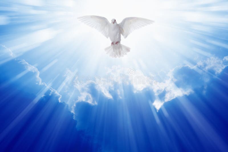Holy spirit dove flies in blue sky, bright light shines from heaven, christian symbol. Holy spirit dove flies in blue sky, bright light shines from heaven, christian symbol