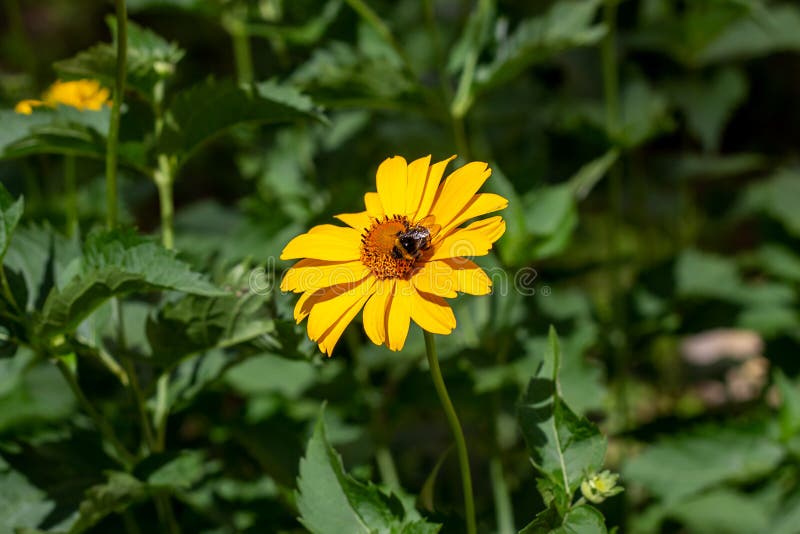 Heliopsis Falso Flor De Girasol Con Hojas Verdes En El Jardín En Primavera  Y Verano Imagen de archivo - Imagen de exterior, planta: 173494197