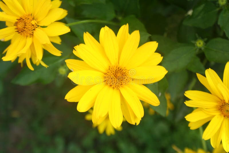 Heliopsis helianthoides Vacker gul blomma på oskarp bakgrund fotografering för bildbyråer