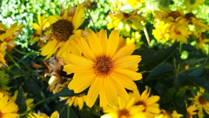 Heliopsis helianthoides Vacker gul blomma på oskarp bakgrund Hård- och torktolerans Guld Blommor arkivbilder