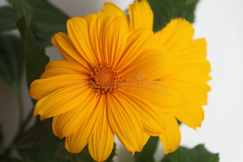 Heliopsis o falso girasol foto de archivo. Imagen de pétalo - 218144748