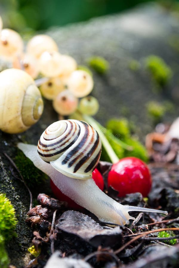 Helix Pomatia Edible Snails in Forest Stock Image Image of french, house 31967453