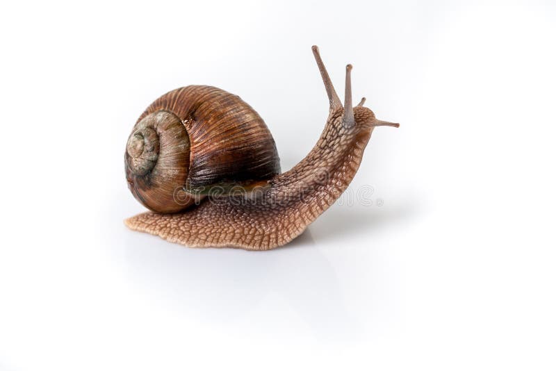 Helix Pomatia Snail with brown striped shell, crawl isolated on a white background Helix Pomatia Burgundy Roman, Escargot. space