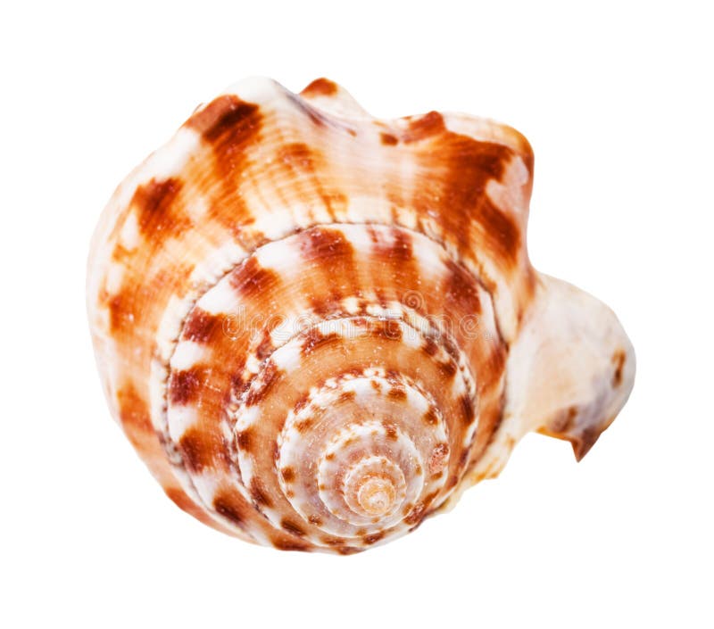 Helix Shell of Whelk Mollusc Isolated on White Stock Image Image of