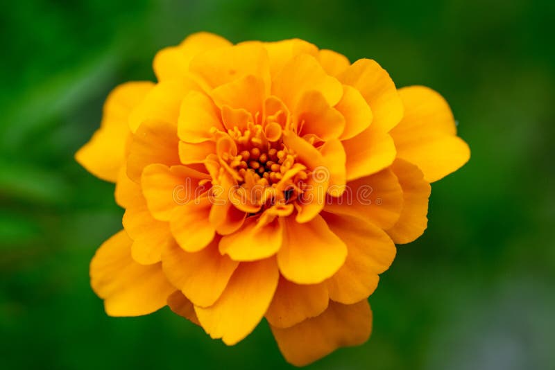 Hell gelbe Ringelblumenblume auf einem grünen Hintergrund Makro lizenzfreie stockbilder Hell gelbe Ringelblumenblume auf einem grünen Hintergrund Makro lizenzfreie stockbilder