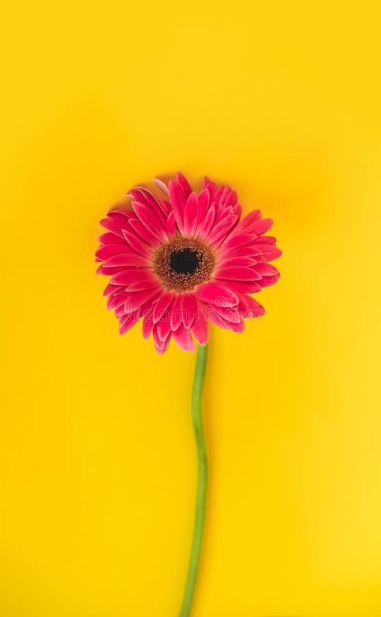 Hell schöne Gerberblumen auf sonniger gelber Basis Konzept des warmen Sommers und Frühherbstes Textstelle lizenzfreies stockfoto Hell schöne Gerberblumen auf sonniger gelber Basis Konzept des warmen Sommers und Frühherbstes Textstelle lizenzfreies stockfoto
