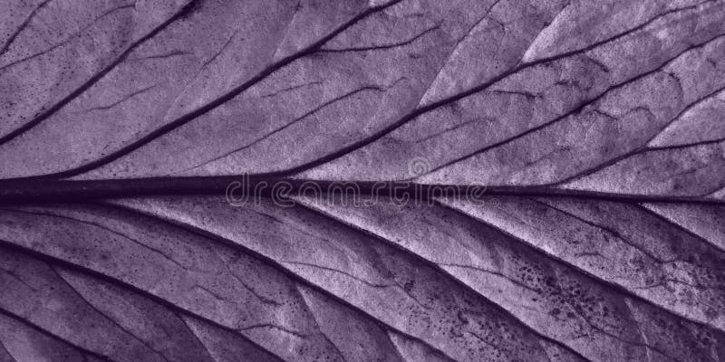 Hell violette Blätter oberer Blick minimalistischer Hintergrund stockbilder