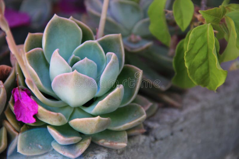 Hellblaues Echeveria saftig gegen gepflanzten Hintergrund stockfoto Hellblaues Echeveria saftig gegen gepflanzten Hintergrund stockfoto