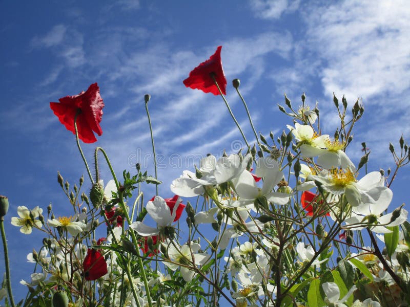 Helle attraktive rote Mohnblume und weiße Blumen gegen blauen Himmel stockfoto Helle attraktive rote Mohnblume und weiße Blumen gegen blauen Himmel stockfoto