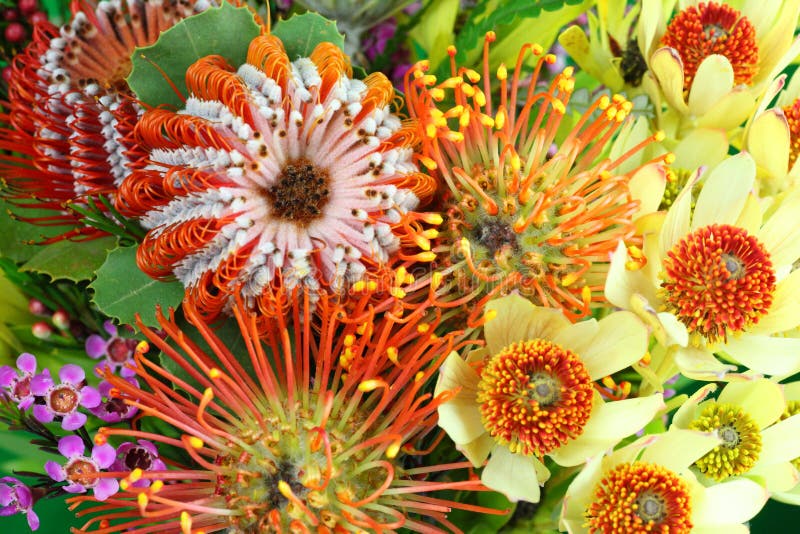 Helle australische gebürtige Blumen