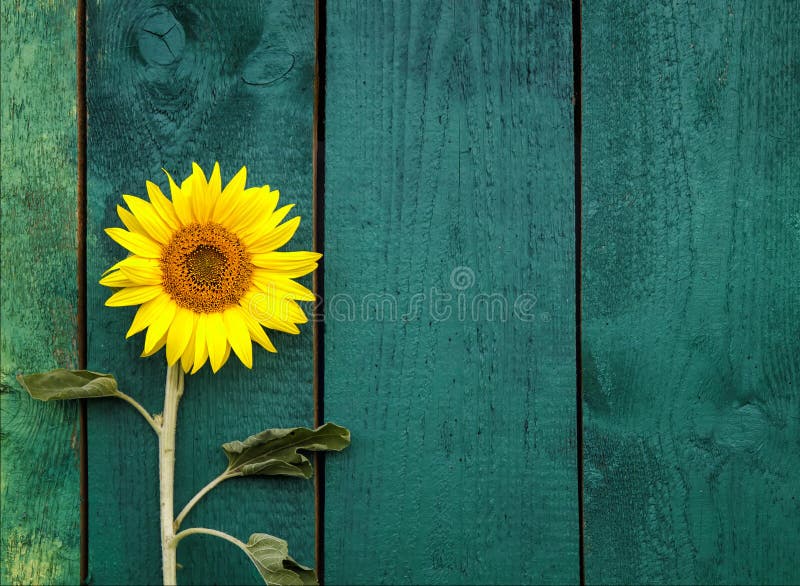 1,959 Sonnenblume Mit Zaun Stock Fotos - Freie & Royalty-Free Stock Fotos  von Dreamstime