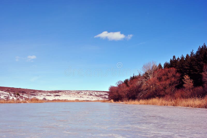 Helle gelbe trockene Schilfe entlang der Seebank bedeckt mit Eis, Kiefernwald und schneebedecktem Hügel lizenzfreie stockbilder Helle gelbe trockene Schilfe entlang der Seebank bedeckt mit Eis, Kiefernwald und schneebedecktem Hügel lizenzfreie stockbilder