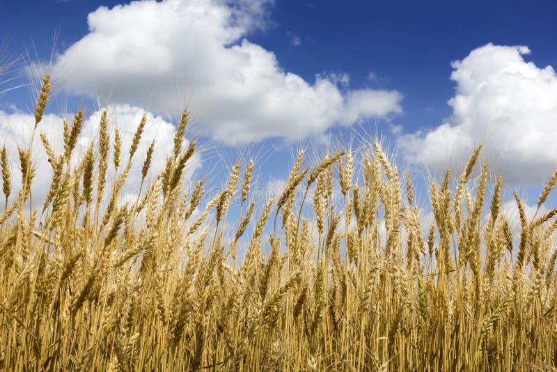 Helle goldene gelbe Weizen-Stiele unter tiefem blauem Himmel und Wolken lizenzfreie stockbilder Helle goldene gelbe Weizen-Stiele unter tiefem blauem Himmel und Wolken lizenzfreie stockbilder