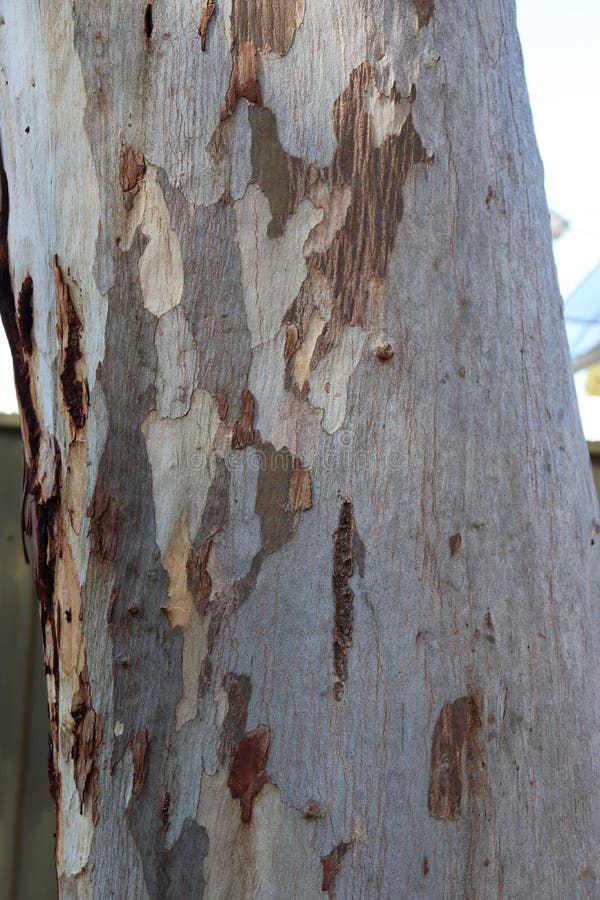 Helle Naturholzbeschaffenheit stockfoto Helle Naturholzbeschaffenheit stockfoto