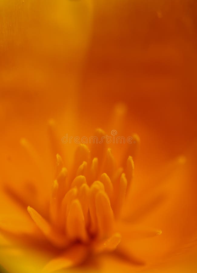 Leuchtendes Orange stockfoto