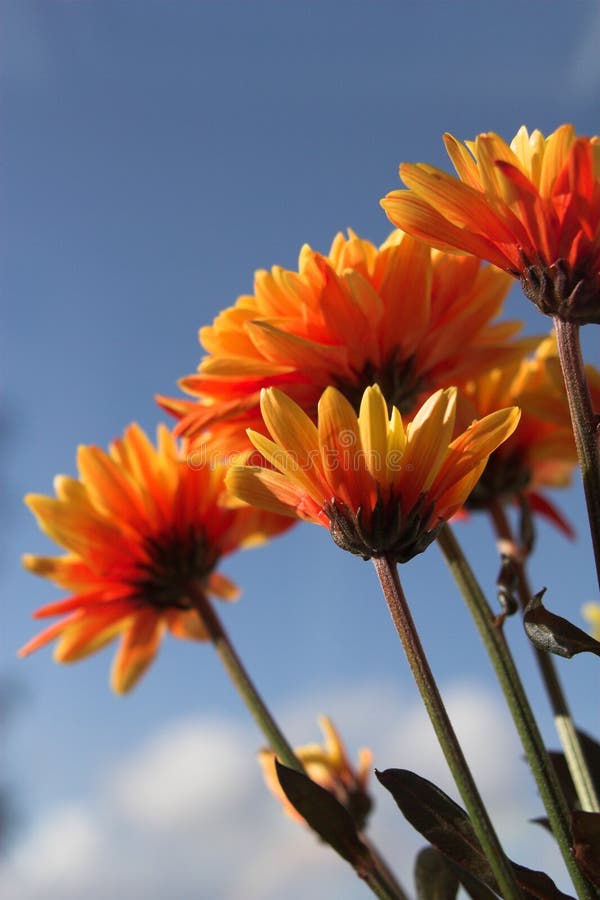 Leuchtend orangefarbene Blumen lizenzfreie stockfotos