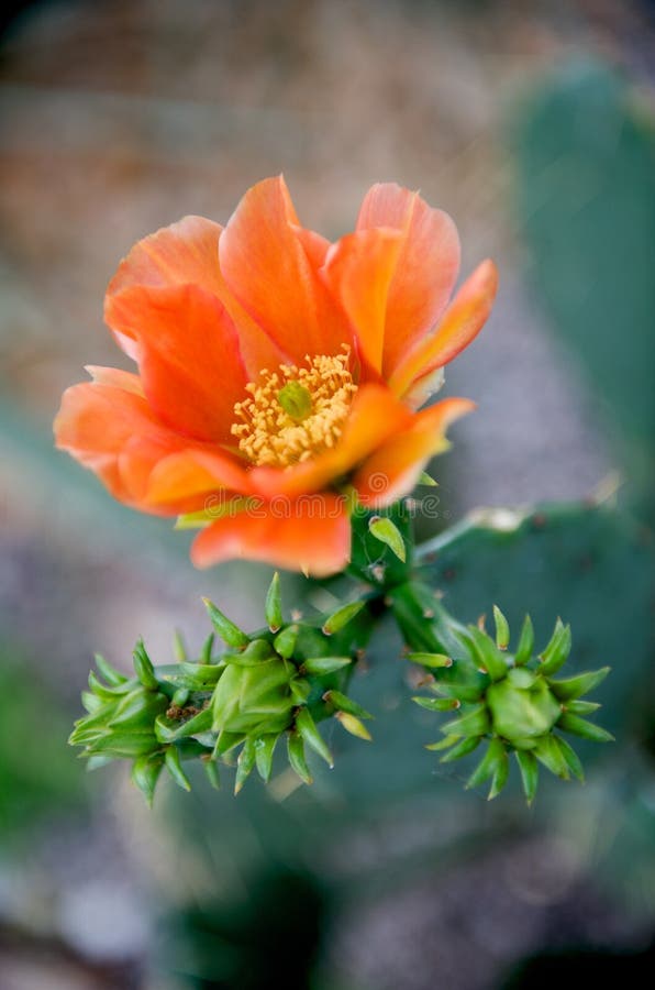 Helle orange Kaktusblume lizenzfreie stockfotografie