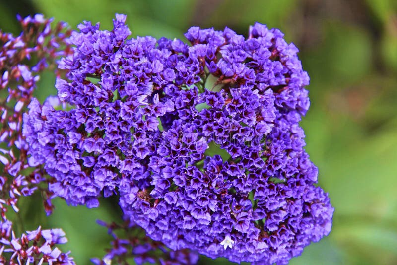 Top 10 Mdchenauge Zagreb Blumensamen  Pflanzen Ogella