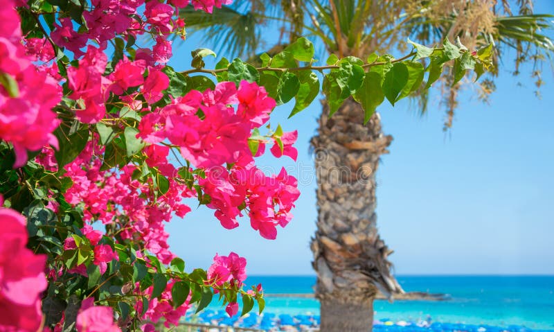 Helle rosa Blumen und das Meer auf der Küste von Zypern lizenzfreies stockfoto Helle rosa Blumen und das Meer auf der Küste von Zypern lizenzfreies stockfoto