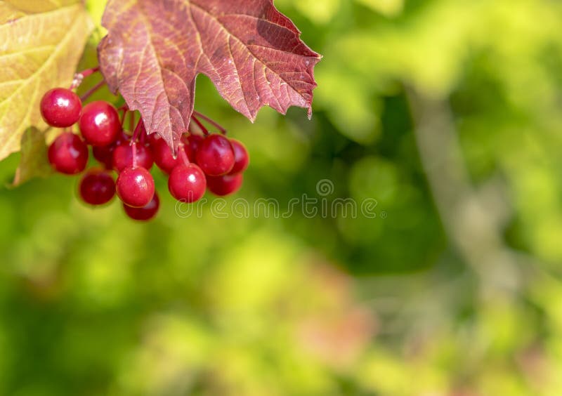 Helle rote Fr?chte von Viburnum stockfoto Helle rote Fr?chte von Viburnum stockfoto