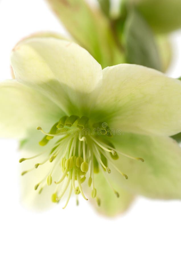 Hellebore Flower Parts Macro Collage Stock Photo Image of flower