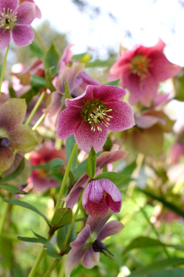 Rosa Eléboro, también conocido cómo ayuno rosas.