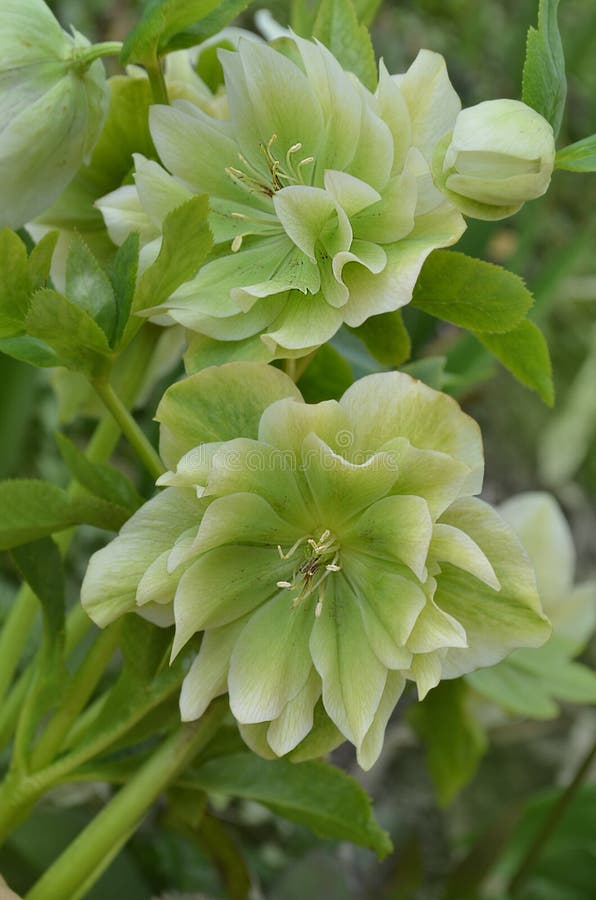 Hellebore dubbel ellen groen aanplanten in de tuin in de vorm van een halve schaduw. kerstroos of rozenroos of sneeuwroos stock foto's Hellebore dubbel ellen groen aanplanten in de tuin in de vorm van een halve schaduw. kerstroos of rozenroos of sneeuwroos stock foto's