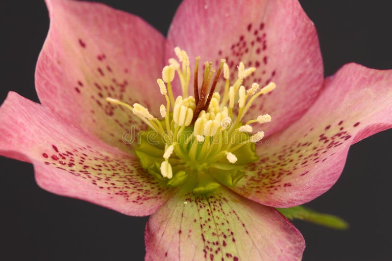 Hellebore Flower Parts in Macro Stock Image Image of decorate