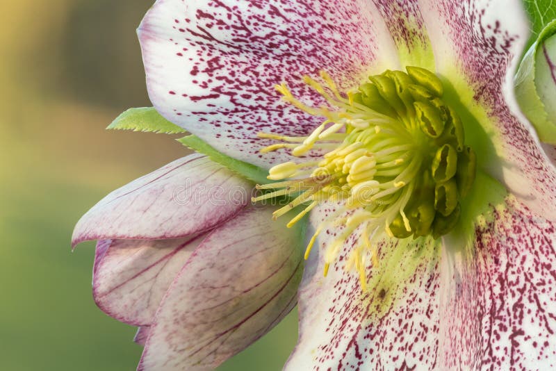 Hellebore flower stock image. Image of close, flower 212843405