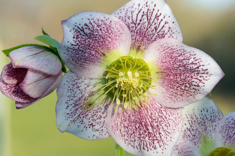 Hellebore Flower Parts in Macro Stock Image Image of decorate