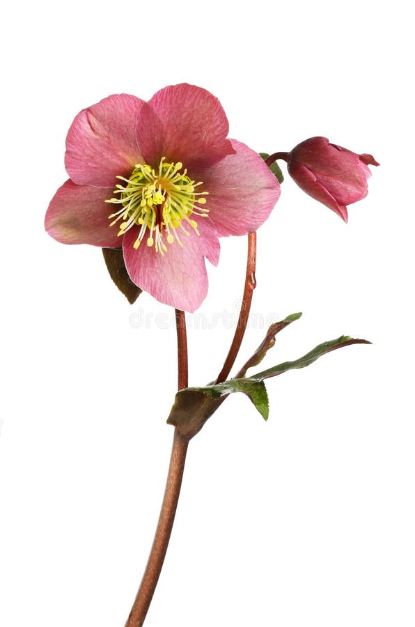 Hellebore Flower Parts Macro Collage Stock Photo Image of flower