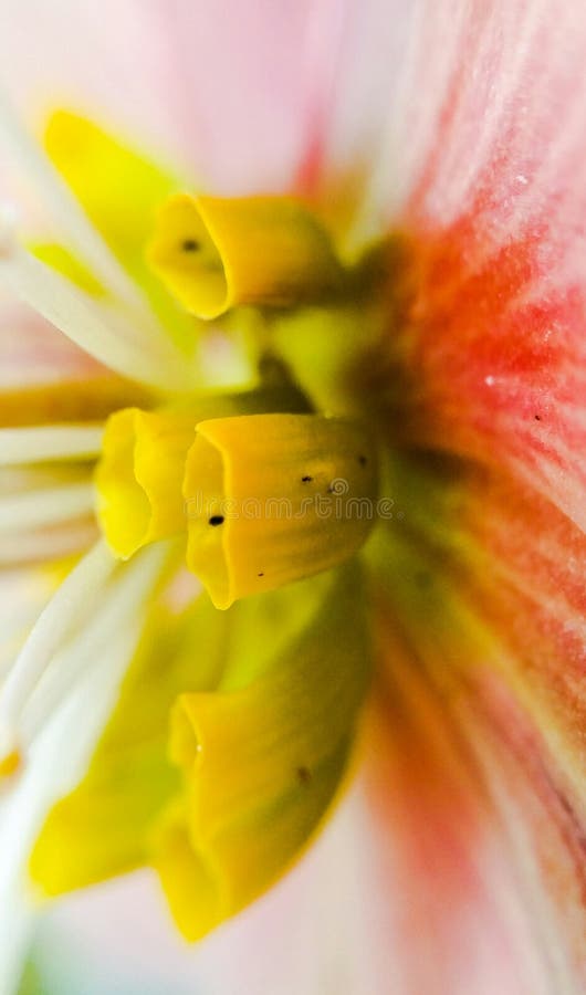Hellebore Flower Parts in Macro Stock Image Image of decorate