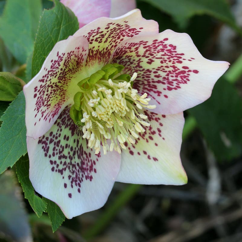 Hybrid Hellebore Helleborus X Hybridus Dorothy’s Dawn, Dark Pink Flower
