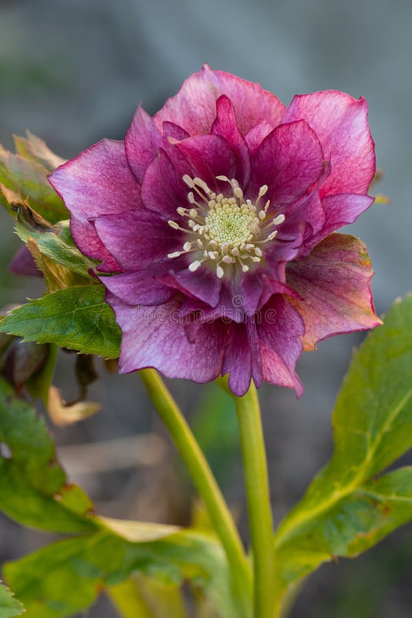 Hellebore queens dubbele roze groeit in de tuin. roze bloemen met groene bladeren van helleborus niger in de tuin royalty-vrije stock afbeeldingen Hellebore queens dubbele roze groeit in de tuin. roze bloemen met groene bladeren van helleborus niger in de tuin royalty-vrije stock afbeeldingen