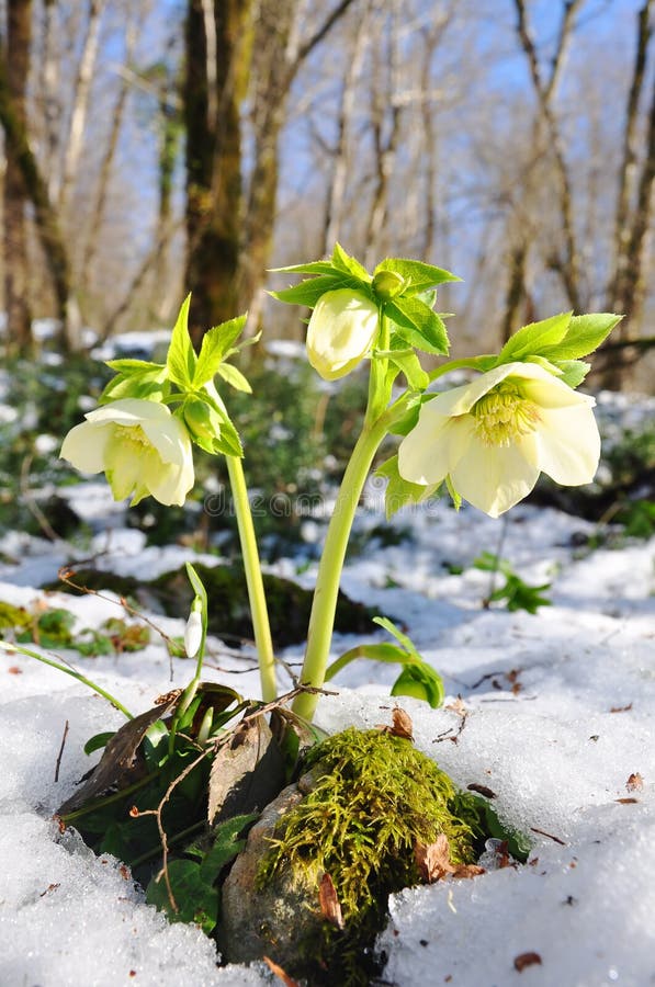 Hellebores photographie stock Hellebores photographie stock