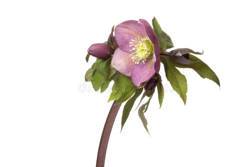 Purple Helleborus on white background