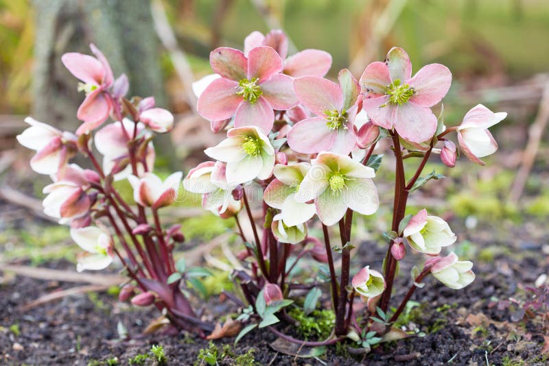 Helleborus niger, hellebore, Christmas rose. Pink and white Christmas rose or hellebore, Helleborus niger plant growing in a garden, UK royalty free stock image Helleborus niger, hellebore, Christmas rose. Pink and white Christmas rose or hellebore, Helleborus niger plant growing in a garden, UK royalty free stock image