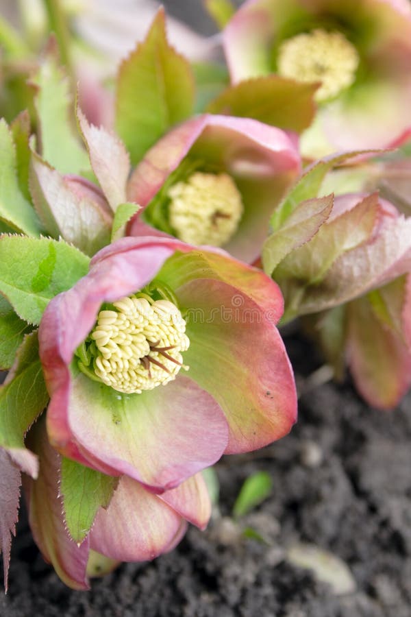 Helleborus one of the first spring flowers royalty free stock image