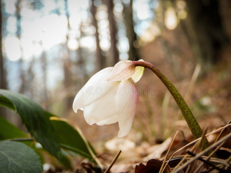 Helleborus Нигер l - Рождество подняло, черный морозник стоковое изображение Helleborus Нигер l - Рождество подняло, черный морозник стоковое изображение